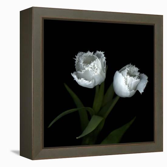 Wo Frayed Egos - Tulips-Magda Indigo-Framed Stretched Canvas