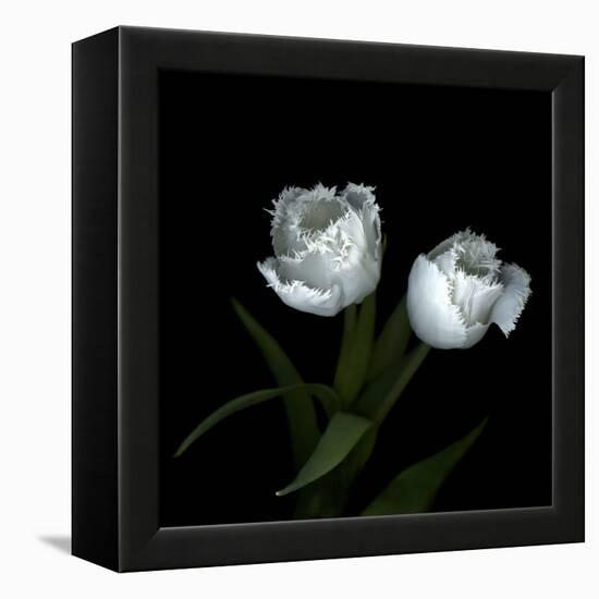 Wo Frayed Egos - Tulips-Magda Indigo-Framed Stretched Canvas