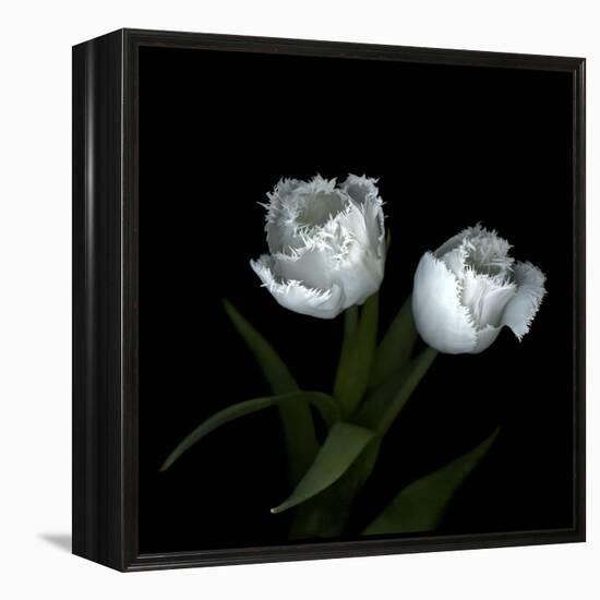 Wo Frayed Egos - Tulips-Magda Indigo-Framed Stretched Canvas