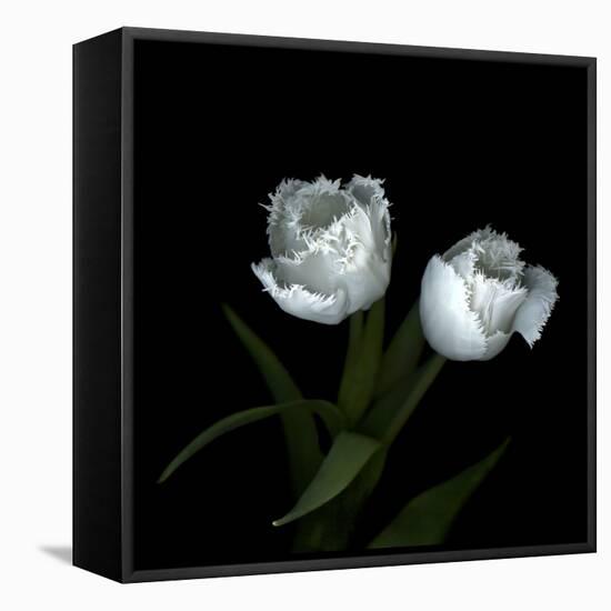 Wo Frayed Egos - Tulips-Magda Indigo-Framed Stretched Canvas