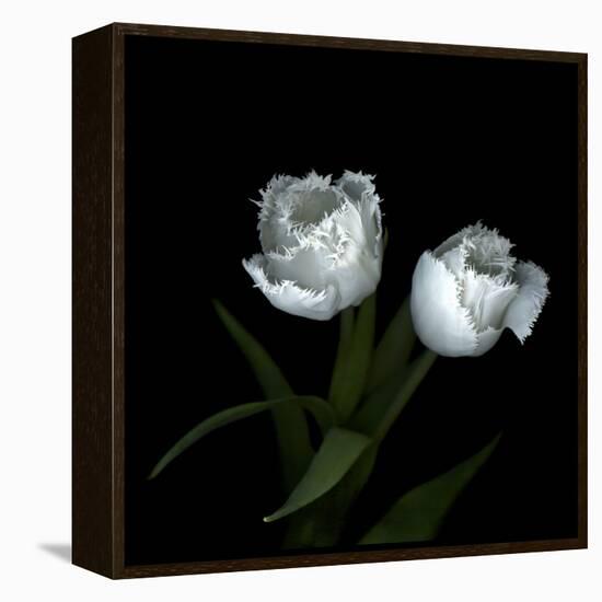 Wo Frayed Egos - Tulips-Magda Indigo-Framed Stretched Canvas