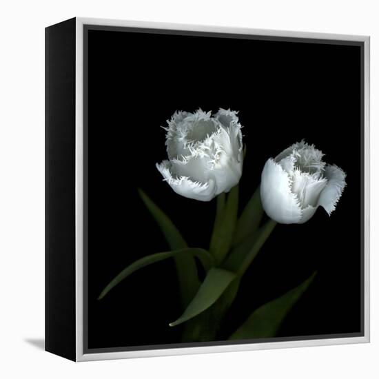 Wo Frayed Egos - Tulips-Magda Indigo-Framed Stretched Canvas