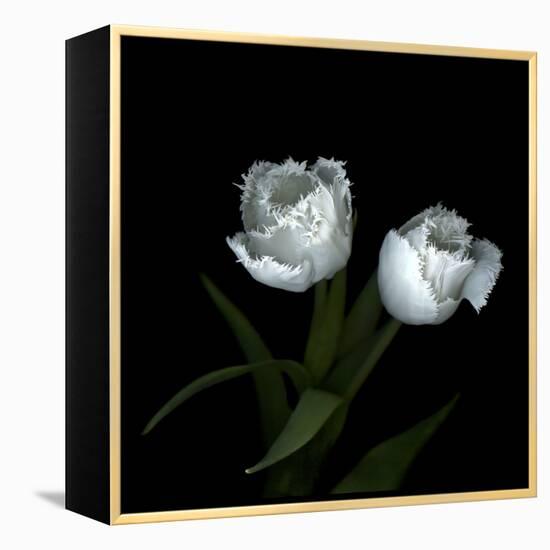 Wo Frayed Egos - Tulips-Magda Indigo-Framed Stretched Canvas