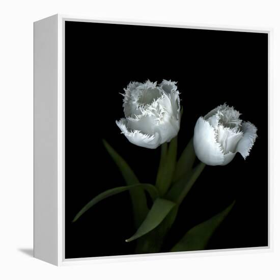 Wo Frayed Egos - Tulips-Magda Indigo-Framed Stretched Canvas