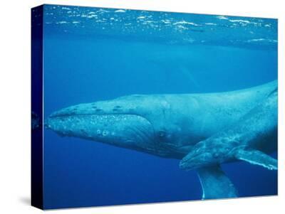 Art /& Loft Nantucket Whales Stretched Canvas Print