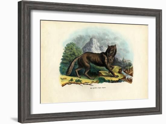 Wolf, 1863-79-Raimundo Petraroja-Framed Premium Giclee Print