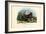 Wolf, 1863-79-Raimundo Petraroja-Framed Premium Giclee Print