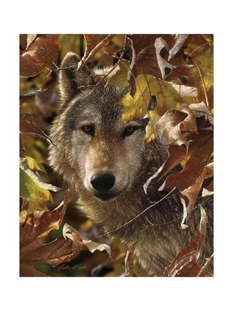 Autumn Eyes by Collin Bogle Wolf Print 18x24