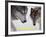 Wolf (Canis Lupus)-Steve Kazlowski-Framed Art Print