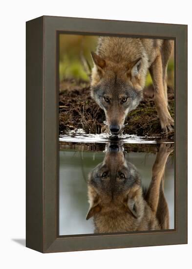 Wolf drinking water from lake, with reflection, Finland-Danny Green-Framed Premier Image Canvas