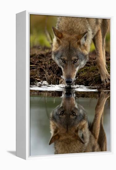 Wolf drinking water from lake, with reflection, Finland-Danny Green-Framed Premier Image Canvas