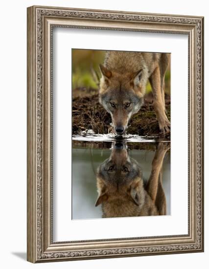 Wolf drinking water from lake, with reflection, Finland-Danny Green-Framed Photographic Print