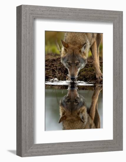 Wolf drinking water from lake, with reflection, Finland-Danny Green-Framed Photographic Print