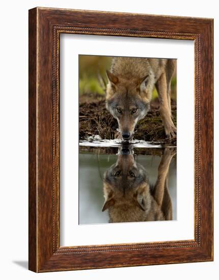 Wolf drinking water from lake, with reflection, Finland-Danny Green-Framed Photographic Print