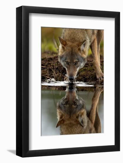 Wolf drinking water from lake, with reflection, Finland-Danny Green-Framed Photographic Print