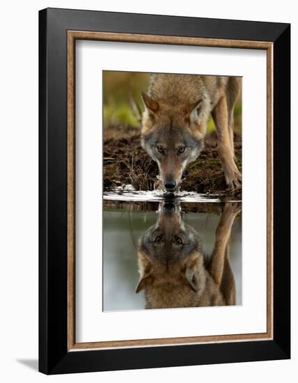 Wolf drinking water from lake, with reflection, Finland-Danny Green-Framed Photographic Print