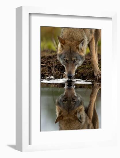 Wolf drinking water from lake, with reflection, Finland-Danny Green-Framed Photographic Print