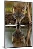 Wolf drinking water from lake, with reflection, Finland-Danny Green-Mounted Photographic Print