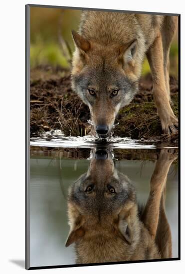 Wolf drinking water from lake, with reflection, Finland-Danny Green-Mounted Photographic Print