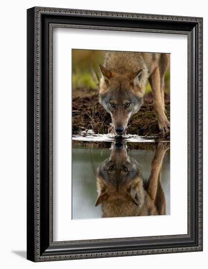 Wolf drinking water from lake, with reflection, Finland-Danny Green-Framed Photographic Print