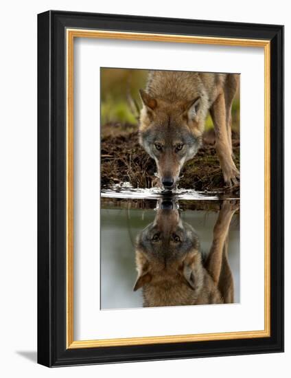 Wolf drinking water from lake, with reflection, Finland-Danny Green-Framed Photographic Print