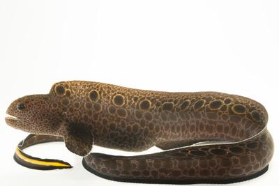 eel plush