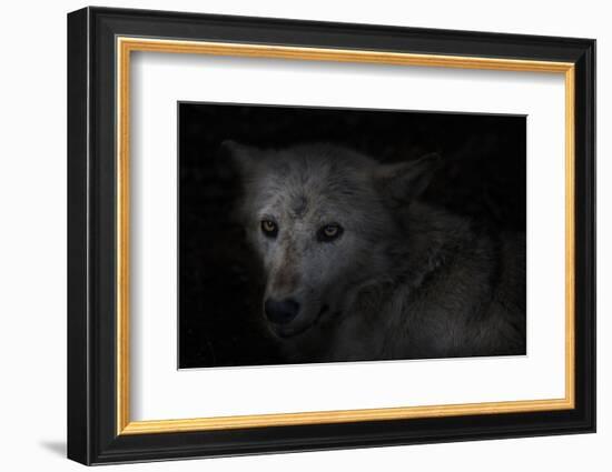 Wolf eyes on black-Sue Demetriou-Framed Photographic Print