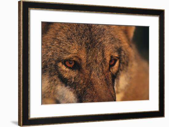 Wolf Eyes-Staffan Widstrand-Framed Giclee Print