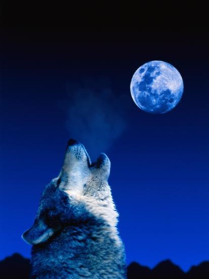 50+ Images Of A Wolf Howling - positive quotes