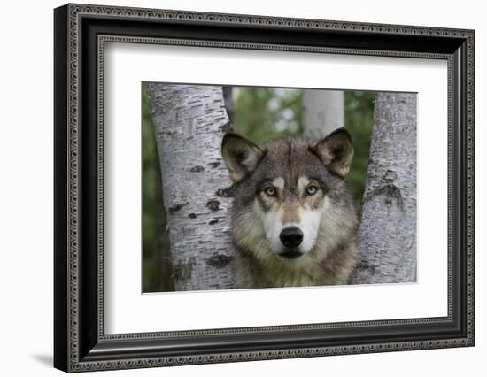 Wolf in Birches-W. Perry Conway-Framed Photographic Print