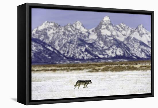 Wolf lone male, Grand Teton National Park, Wyoming, USA-Nick Garbutt-Framed Premier Image Canvas