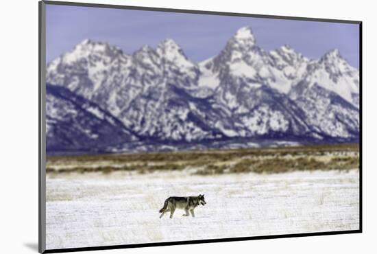 Wolf lone male, Grand Teton National Park, Wyoming, USA-Nick Garbutt-Mounted Photographic Print