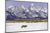Wolf lone male, Grand Teton National Park, Wyoming, USA-Nick Garbutt-Mounted Photographic Print