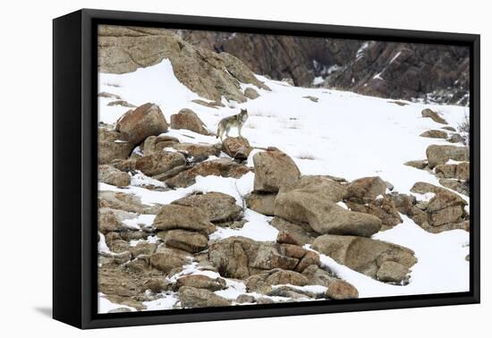 Wolf male on rocky snow covered slopes. Ulley Valley in the Himalayas, Ladakh, India-Nick Garbutt-Framed Premier Image Canvas