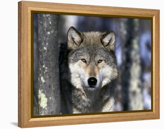 Wolf, Minnesota, USA-Gavriel Jecan-Framed Premier Image Canvas