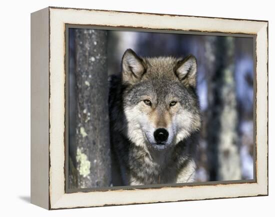 Wolf, Minnesota, USA-Gavriel Jecan-Framed Premier Image Canvas