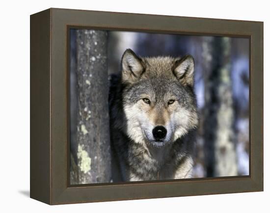 Wolf, Minnesota, USA-Gavriel Jecan-Framed Premier Image Canvas