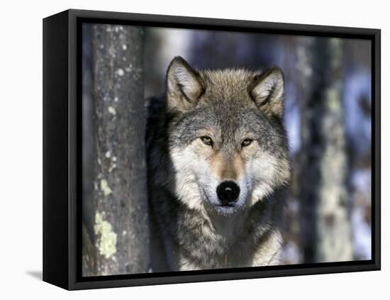 Wolf, Minnesota, USA-Gavriel Jecan-Framed Premier Image Canvas