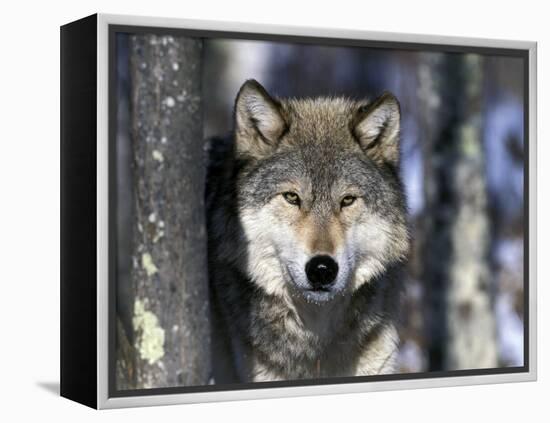 Wolf, Minnesota, USA-Gavriel Jecan-Framed Premier Image Canvas