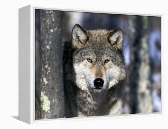 Wolf, Minnesota, USA-Gavriel Jecan-Framed Premier Image Canvas