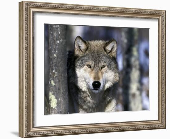 Wolf, Minnesota, USA-Gavriel Jecan-Framed Photographic Print
