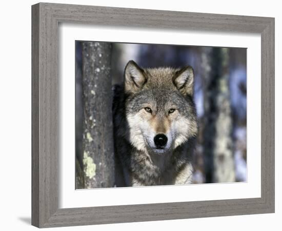 Wolf, Minnesota, USA-Gavriel Jecan-Framed Photographic Print