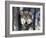 Wolf, Minnesota, USA-Gavriel Jecan-Framed Photographic Print