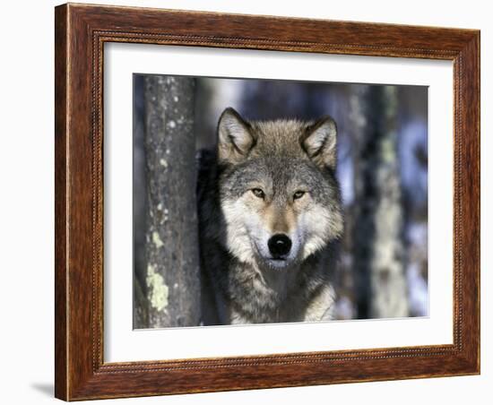 Wolf, Minnesota, USA-Gavriel Jecan-Framed Photographic Print