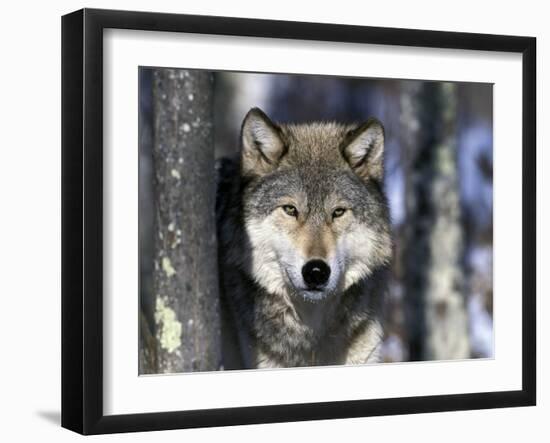 Wolf, Minnesota, USA-Gavriel Jecan-Framed Photographic Print