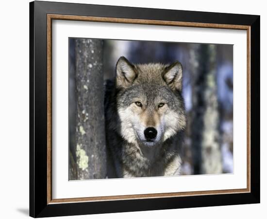 Wolf, Minnesota, USA-Gavriel Jecan-Framed Photographic Print