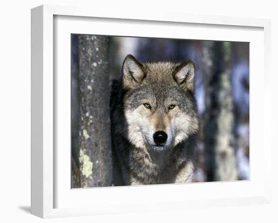 Wolf, Minnesota, USA-Gavriel Jecan-Framed Photographic Print