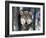 Wolf, Minnesota, USA-Gavriel Jecan-Framed Photographic Print