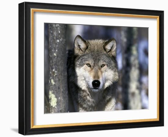 Wolf, Minnesota, USA-Gavriel Jecan-Framed Photographic Print