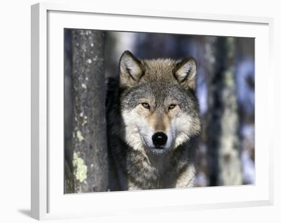 Wolf, Minnesota, USA-Gavriel Jecan-Framed Photographic Print